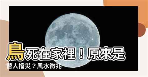 鳥死在屋頂|家裡出現死鳥 鳥死在院子裡是擋災